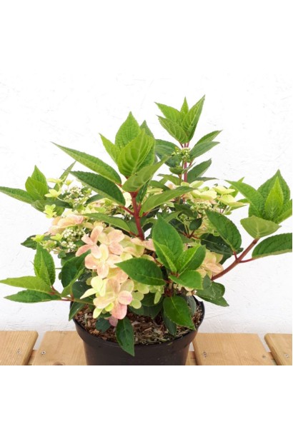 Hydrangea paniculata `Polestar`